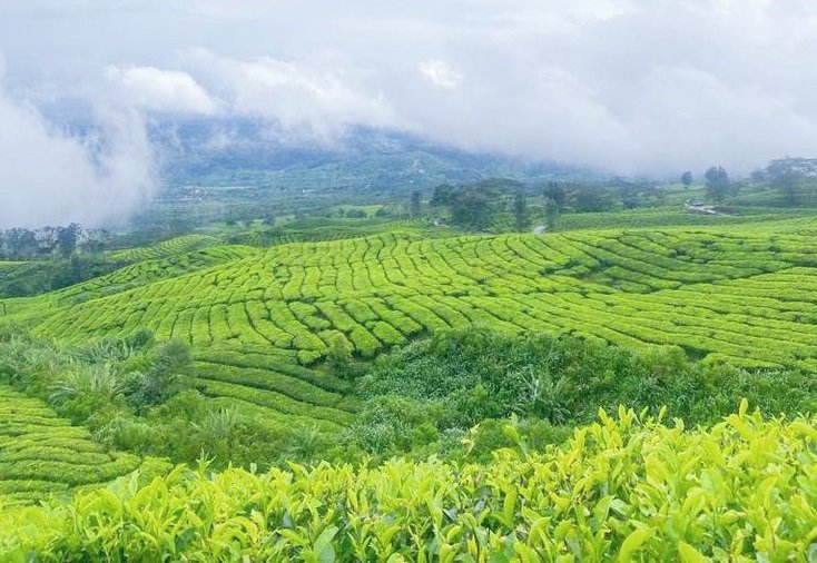 Tea and Coffee Plantation