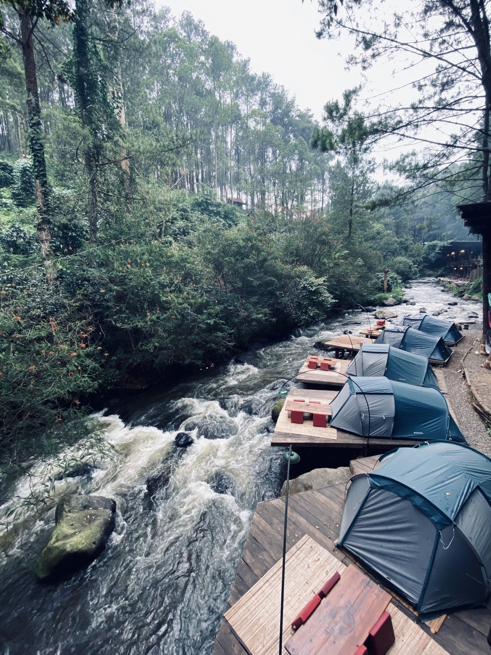 Gallery Pineus Tilu 1 1