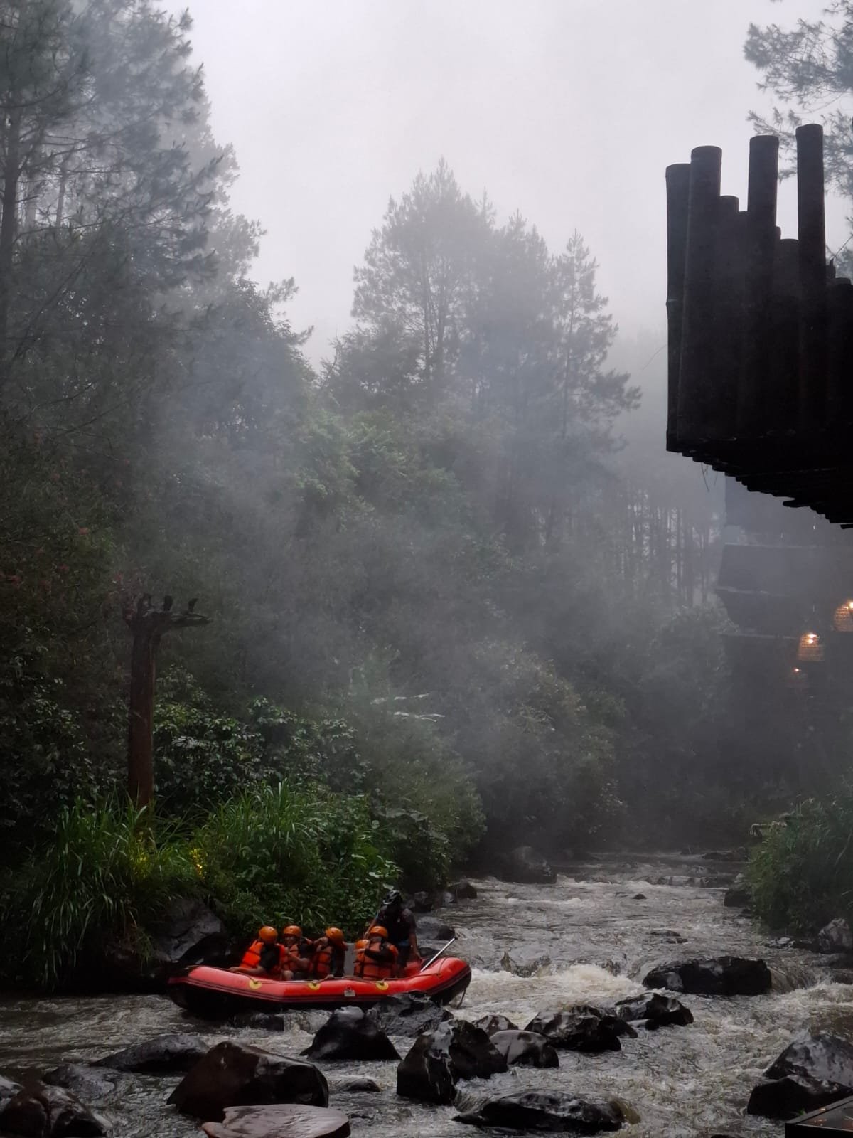 Gallery Pineus Tilu 1 12