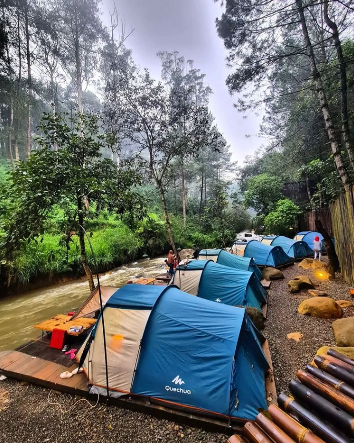 Gallery Pineus Tilu 2 5