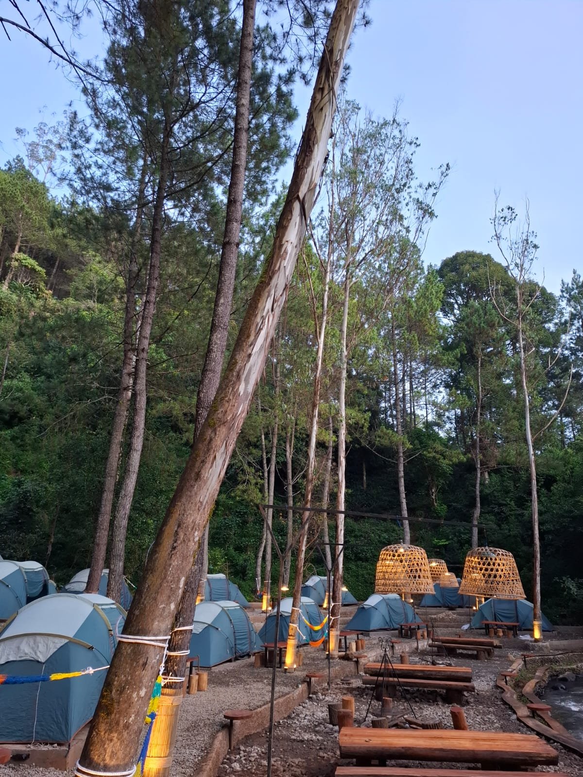 Gallery Pineus Tilu 4 11